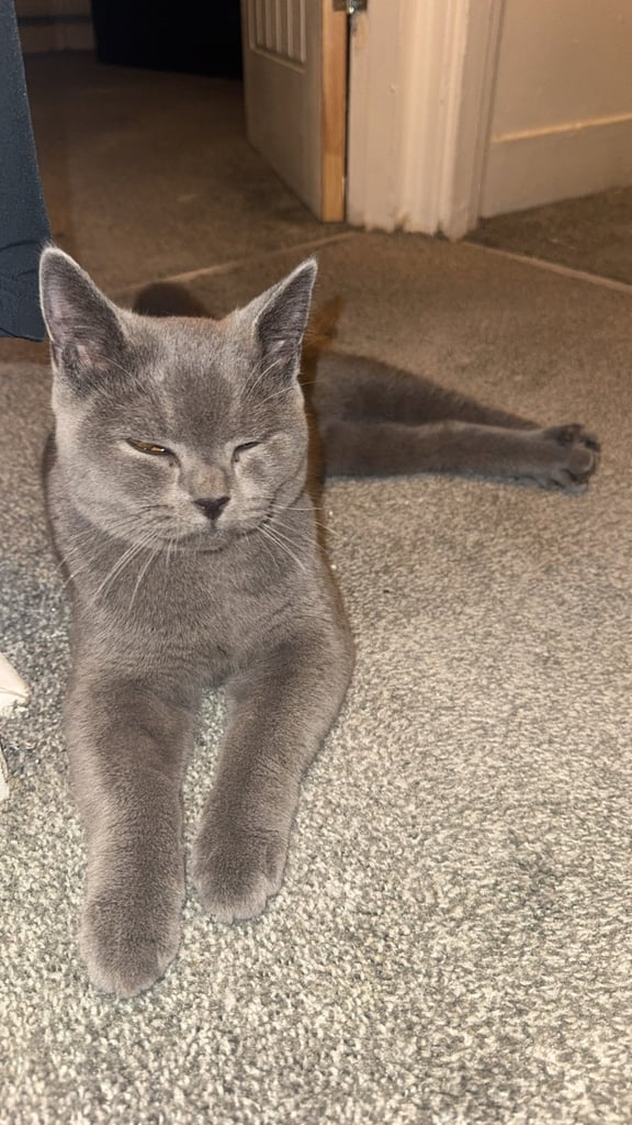 Cat 