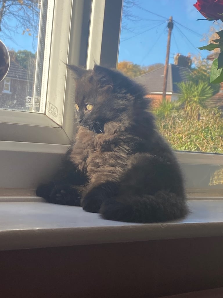 Siberian Dolls - Ragdoll x Siberian Kittens 