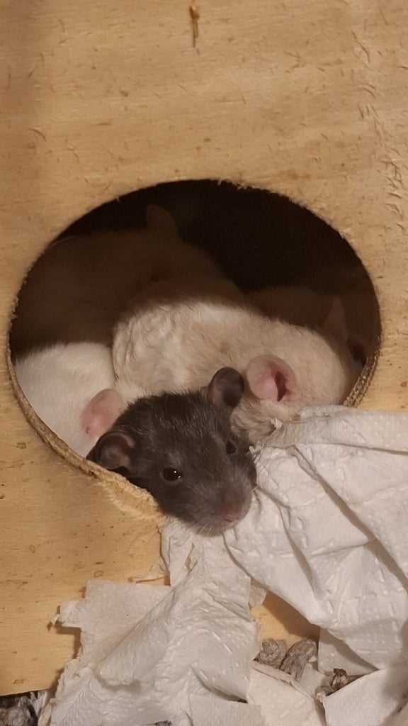 Baby Rats for Sale