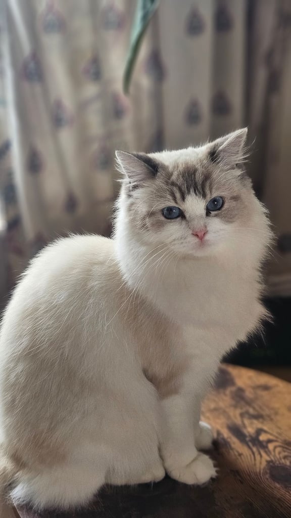 Ragdoll kitten 