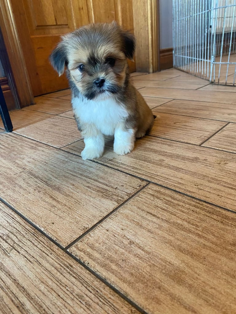 Lhasa apso pups 