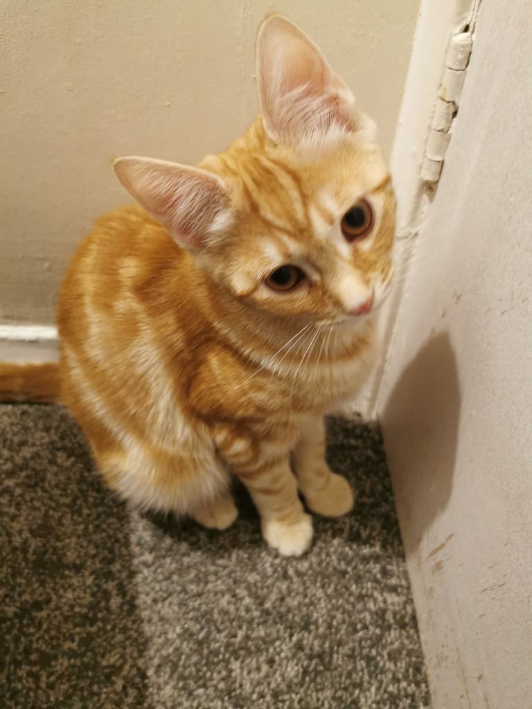 Ginger Kittens 