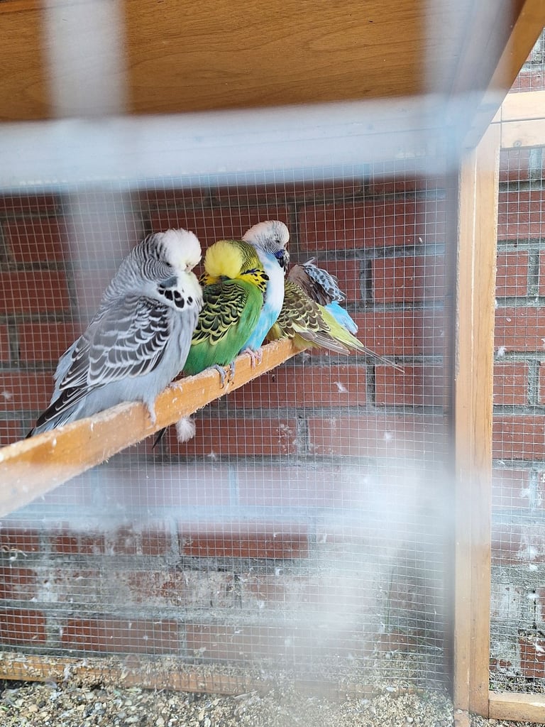 image for Budgies for sale