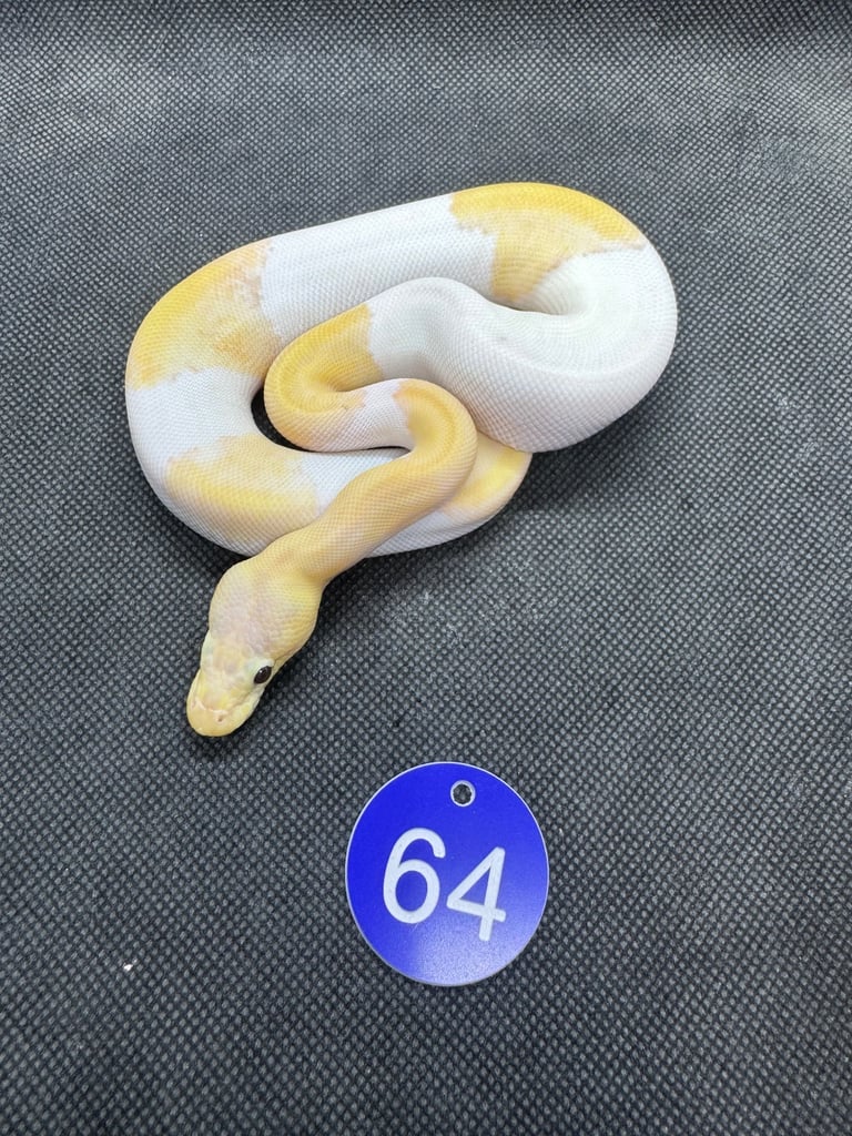 Royal python from £60