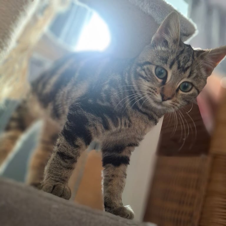 Last bengal kitten ready to leave 