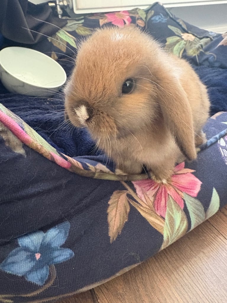 image for Mini lops for sale ready now 