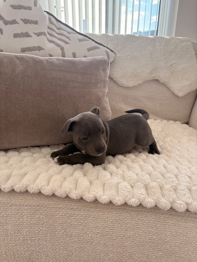 KC Registered Staffordshire Bull Terriers