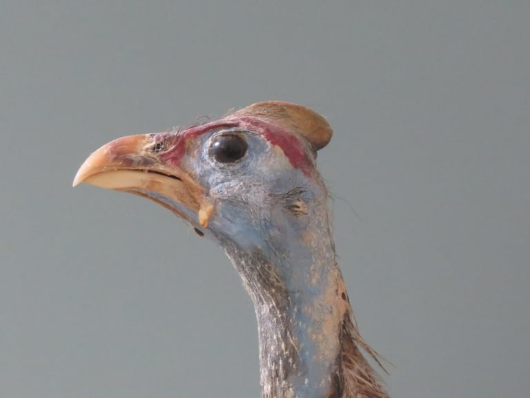 South African Guinea Fowl