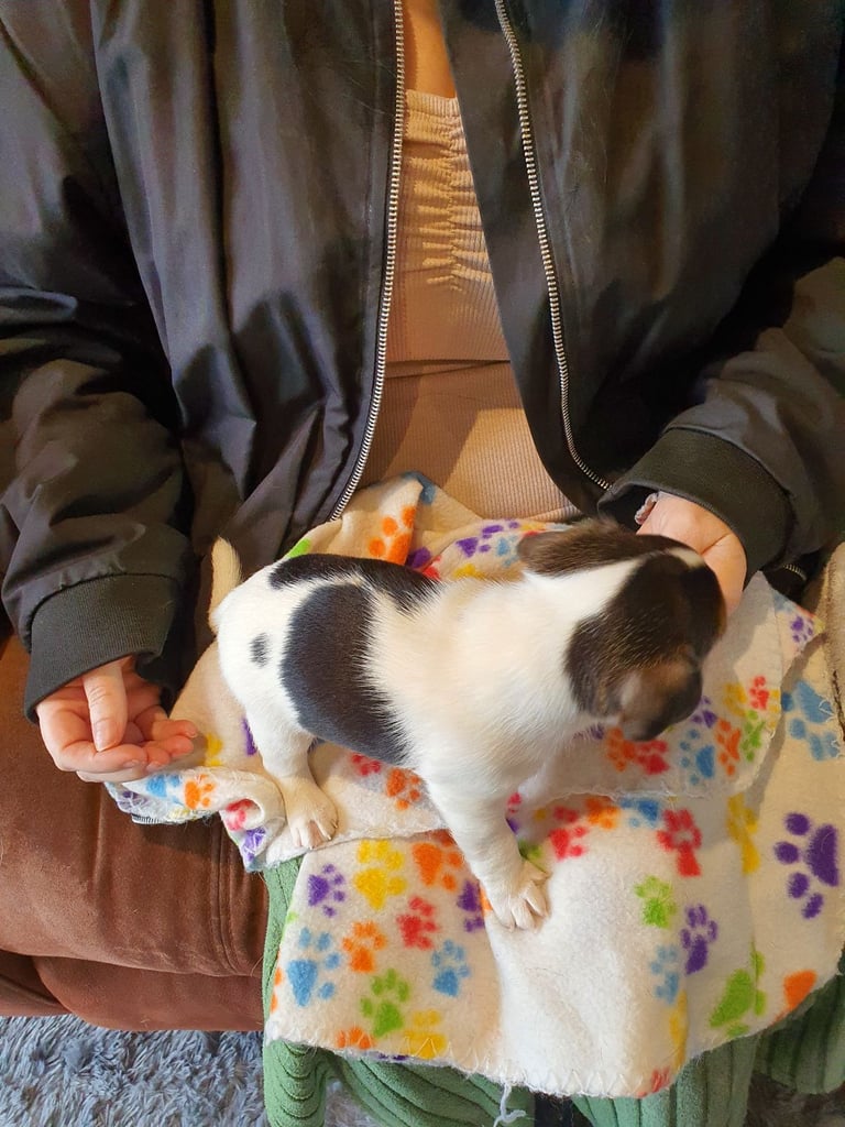 Jack Russell Puppies 