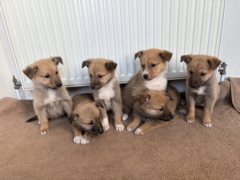 image for Stunning rough collie x Belgian malinois puppy’s for sale 