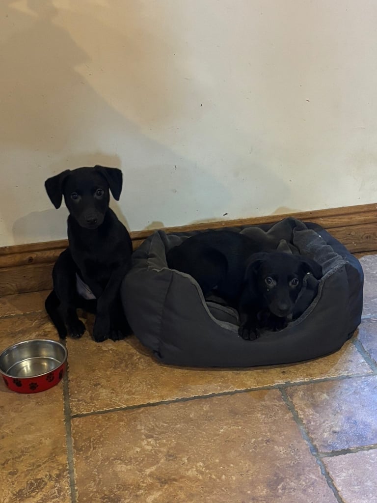 Two male Labrador puppy’s