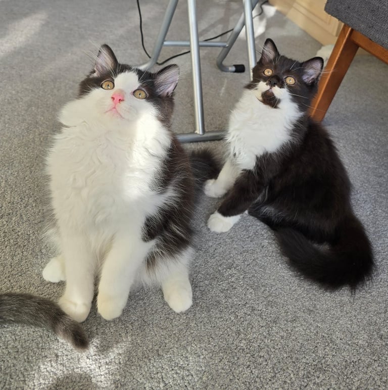 British Long Hair Kittens