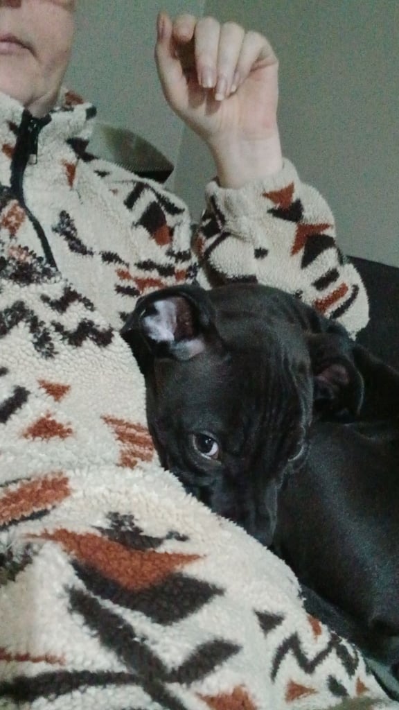 image for 15 week old puppy 