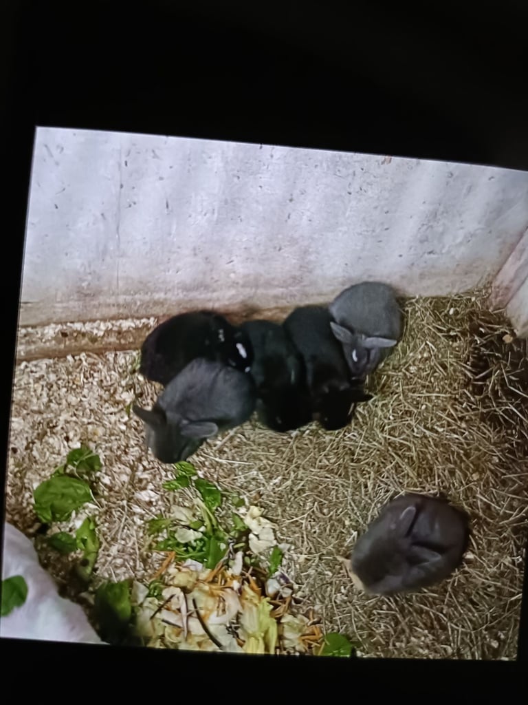 image for Baby rabbits 