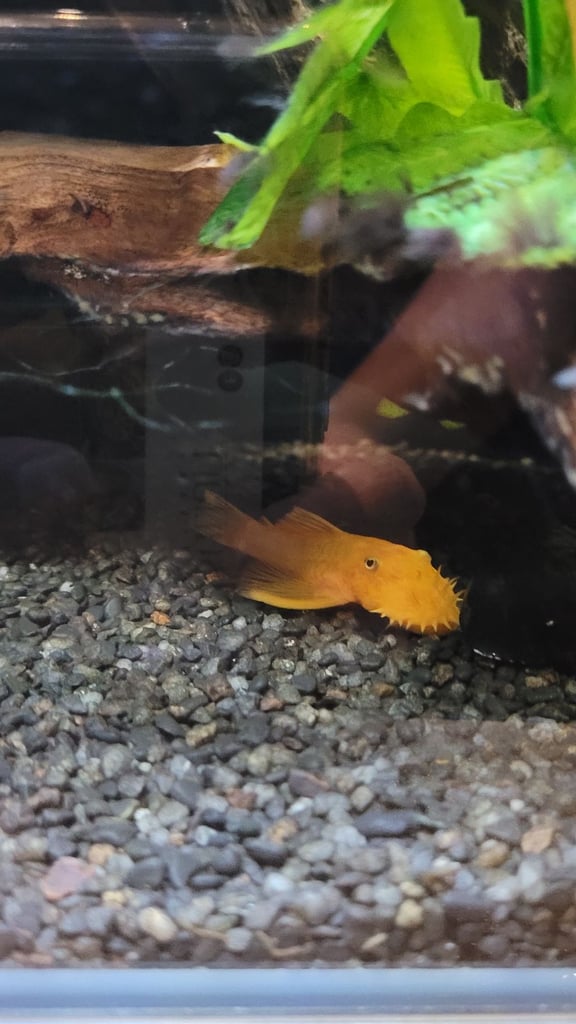 Plecos for sale