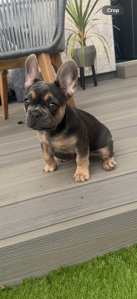 KC reg French bulldog puppy