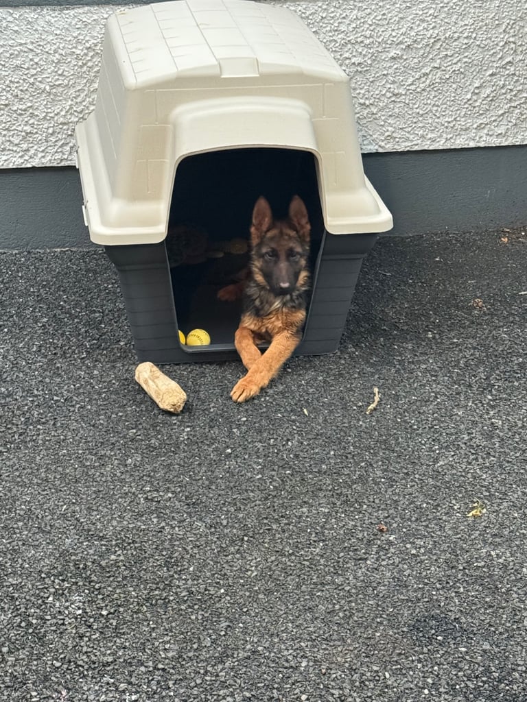 2 Pedigree German shepherds 
