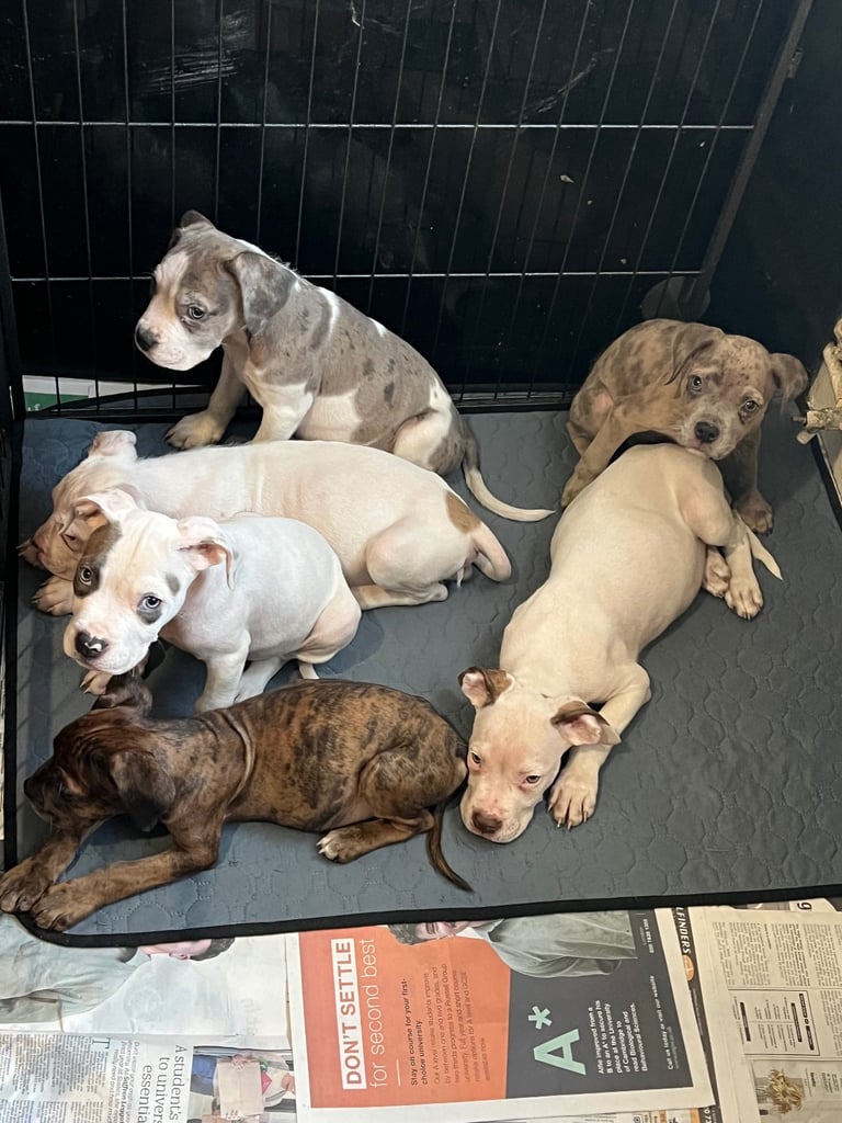 AMERICAN BULLDOG PUPPIES 