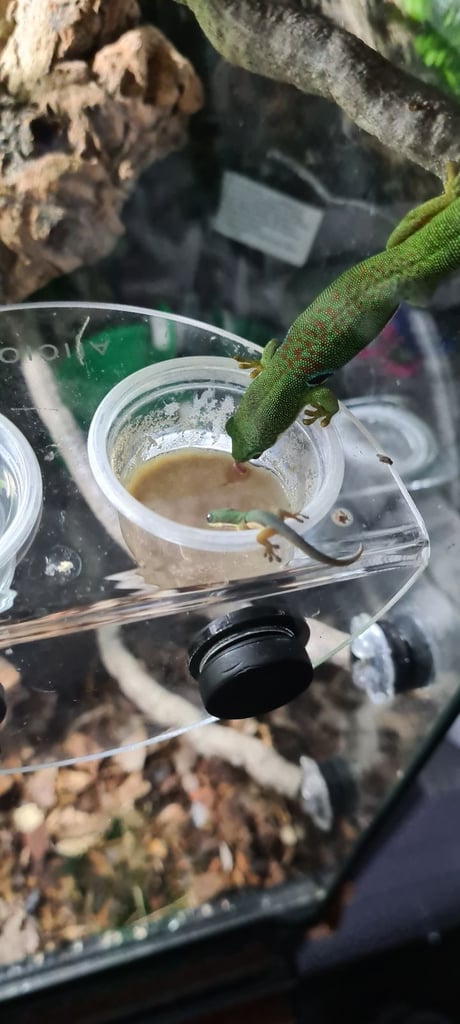 Peacock geckos SOLD waiting for more to hatch