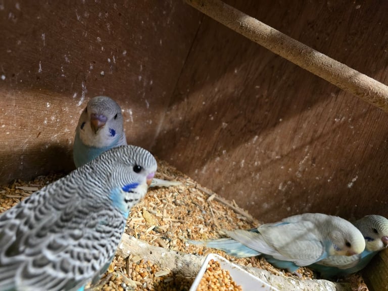 Baby Budgies For Sale