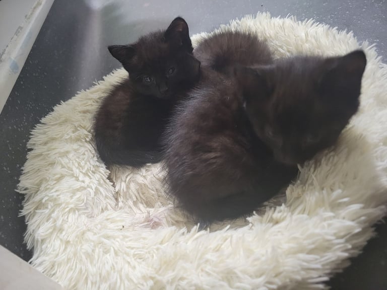 Ragdoll cross kittens 