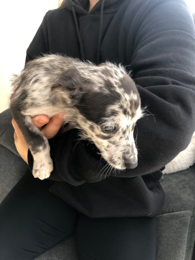BEDDIPOO pups bedlington X toy poodle  