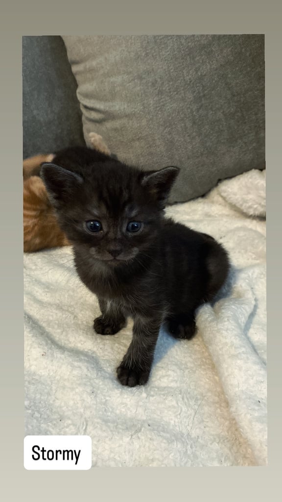 Kittens for sale 