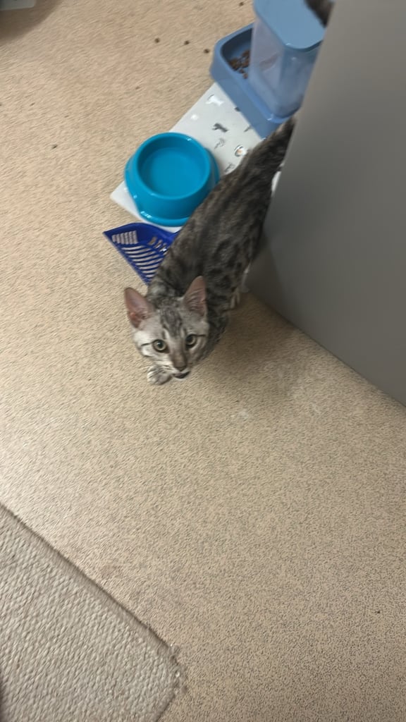 Bengal