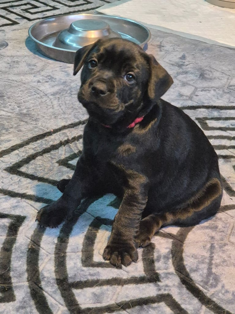 Lab x Frenchie Puppies