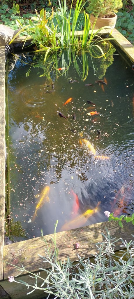 image for Pond Closure