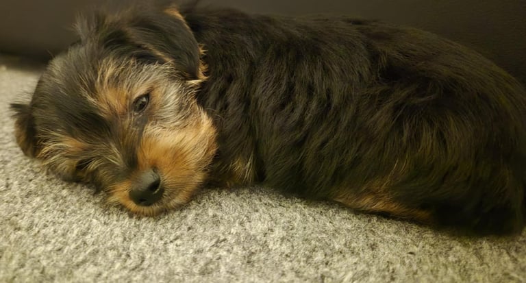  Full Breed Yorkshire Terrier Boy – 8 Weeks Old 