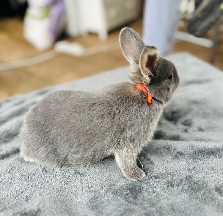 Rabbits for sale