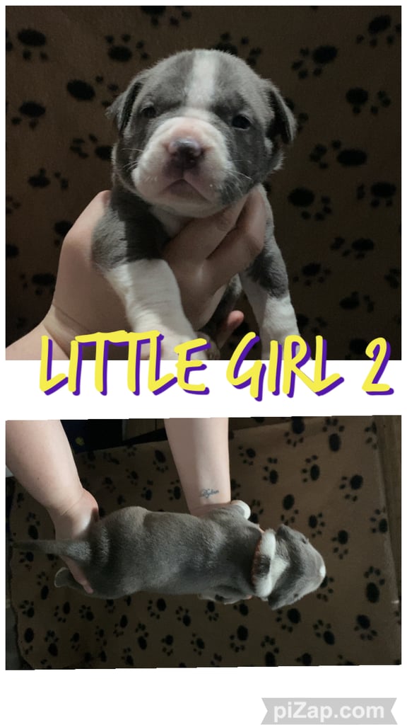 Staffordshire bull terrier puppies for sale 