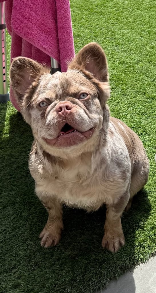 Kc registered female fluffy frenchie for sale 