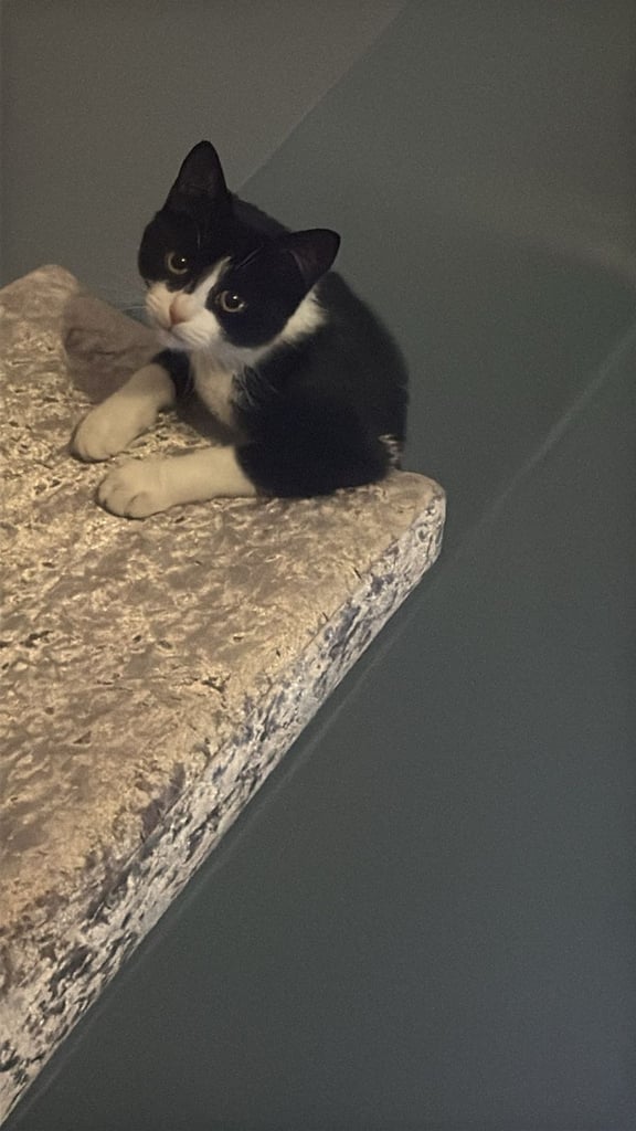 Kitten 