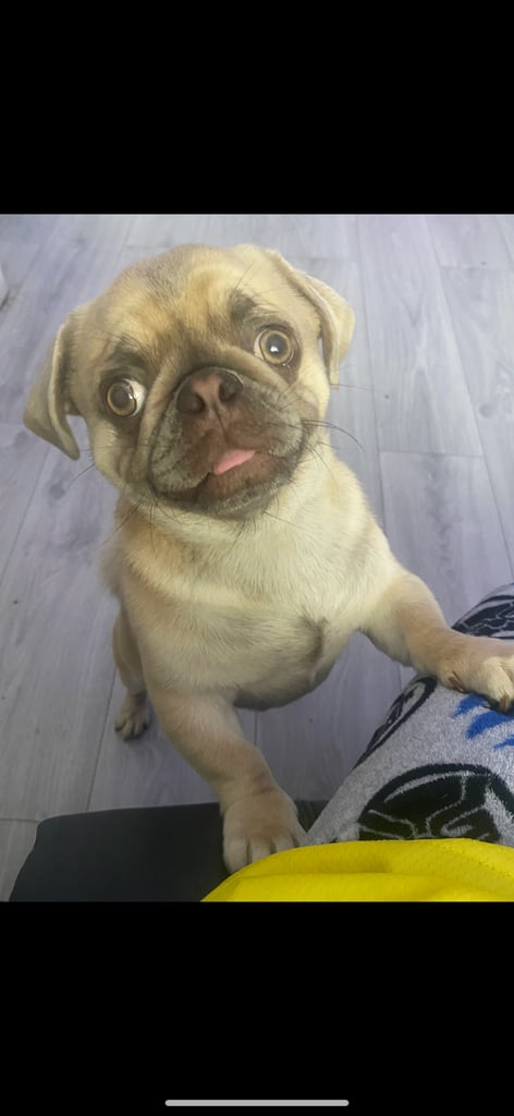 Micro pug 