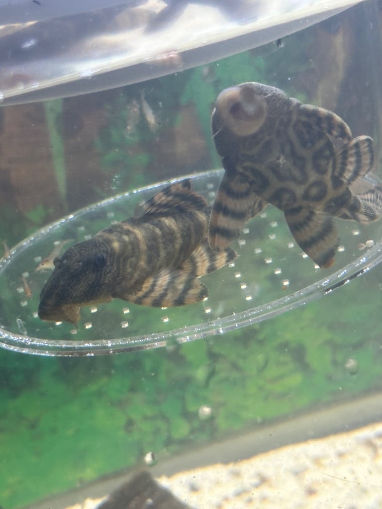 L397 Alenquer Pleco Fish breeding pairs x2 