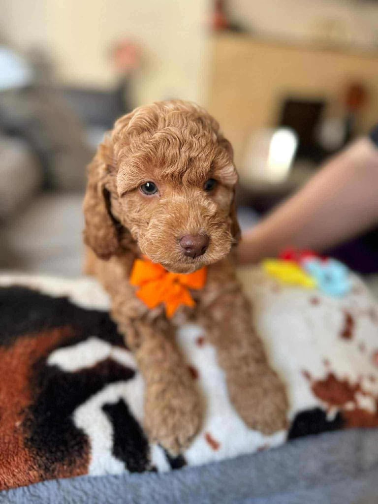 image for Cockapoo puppy 