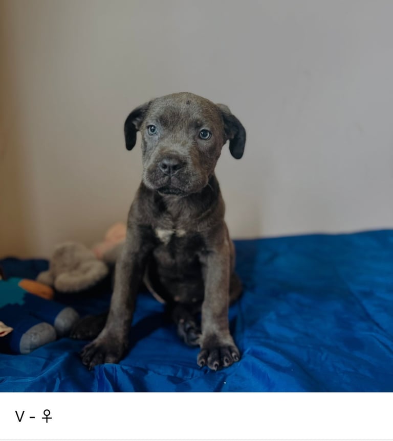 Purebred Cane Corso Puppies.  Available for suitable homes. 