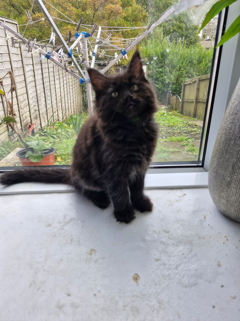 XL Maincoon x Ragdoll kittens