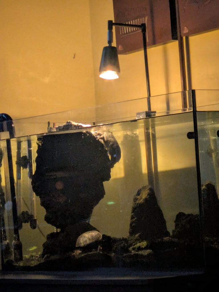Musk turtles + complete equipment 