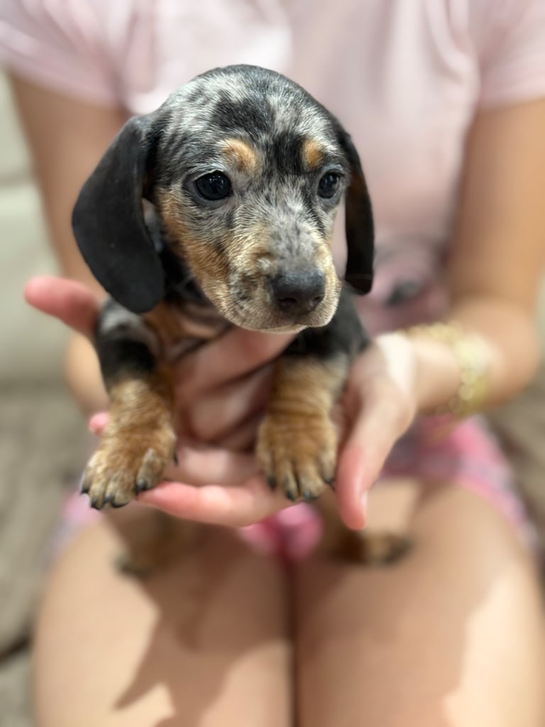 Dachshund puppies 