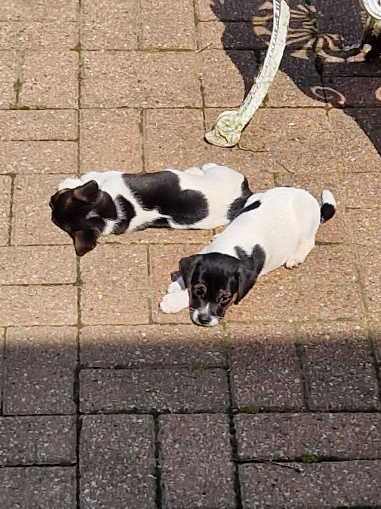 image for Jack Russell puppys 