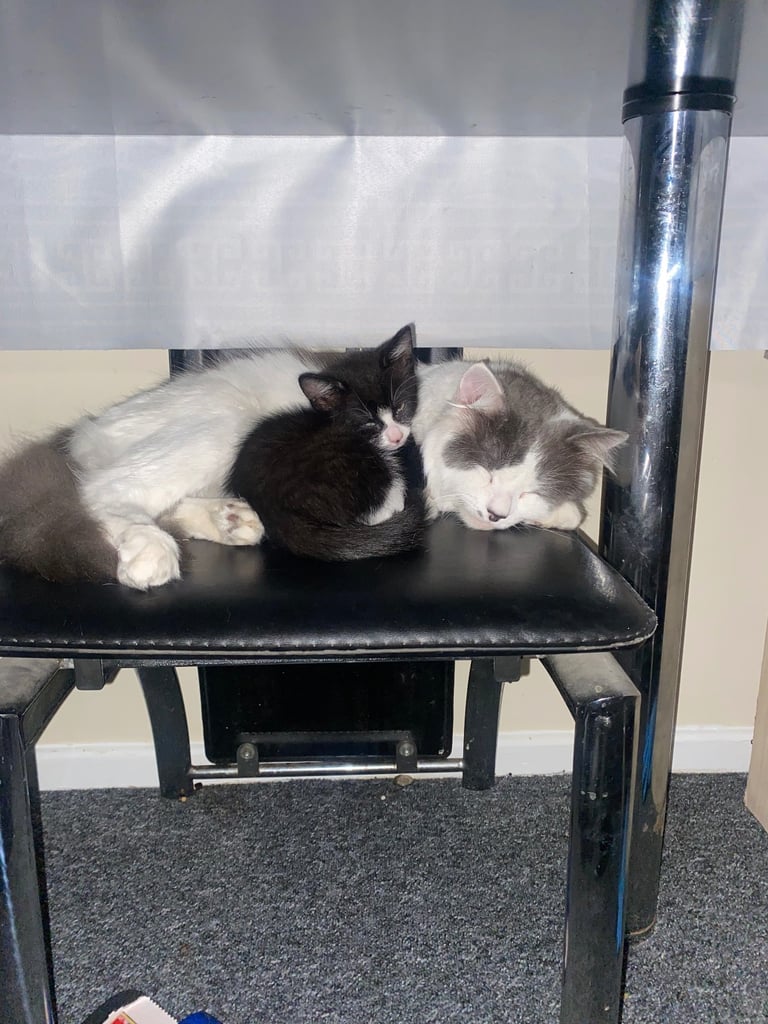 image for Male kitten for sale