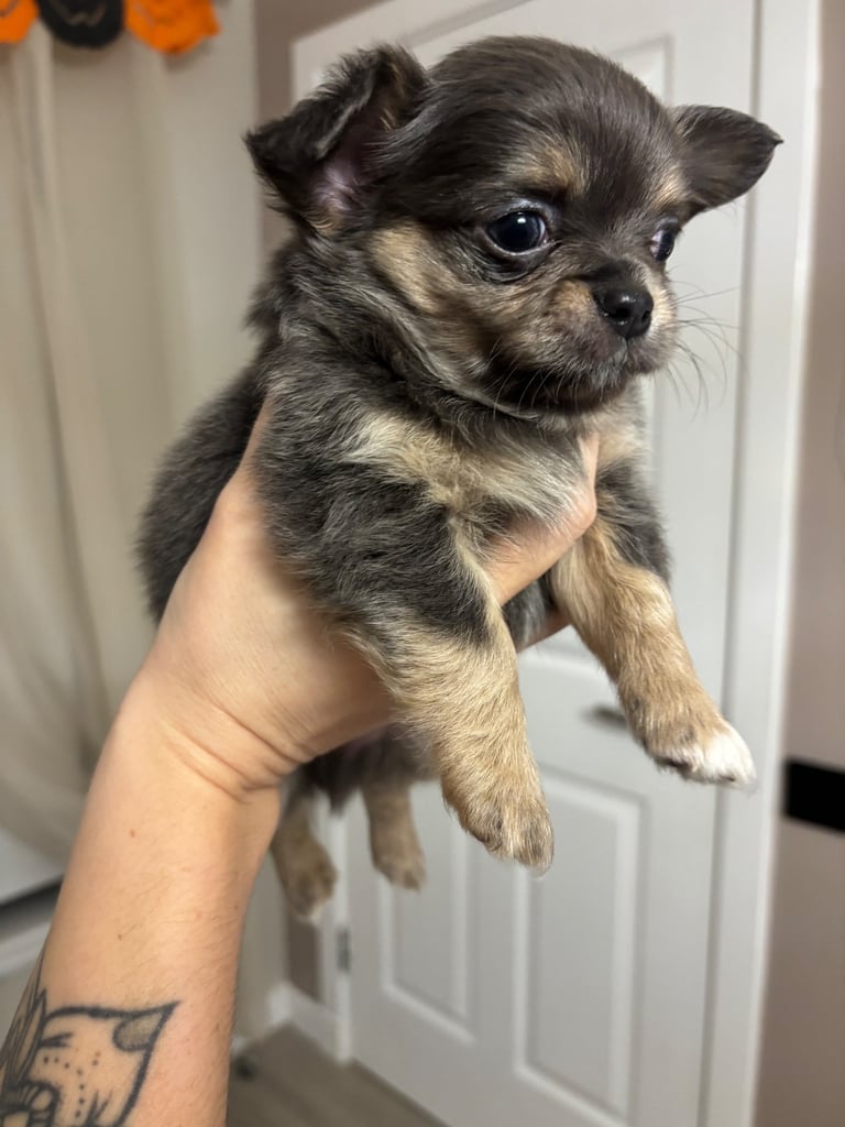 READY TO LEAVE SOON Blue Eye Merle, Tiny Longhair chihuahua 