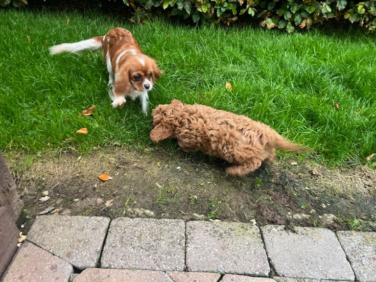 Cavachon