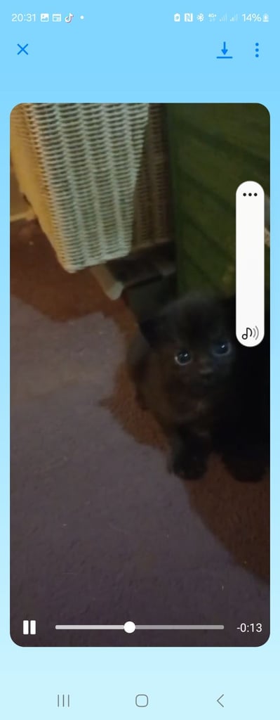 Lovely kittens looking for there forever homes 