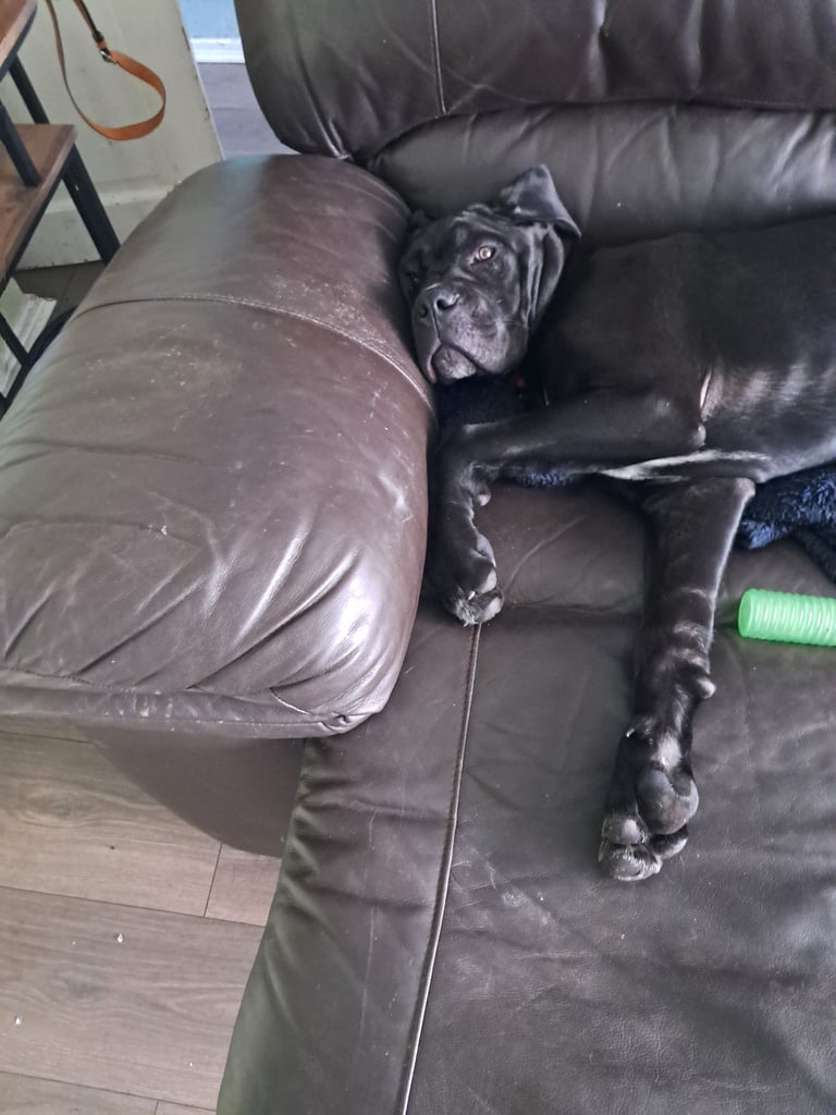 Cane corso pup male