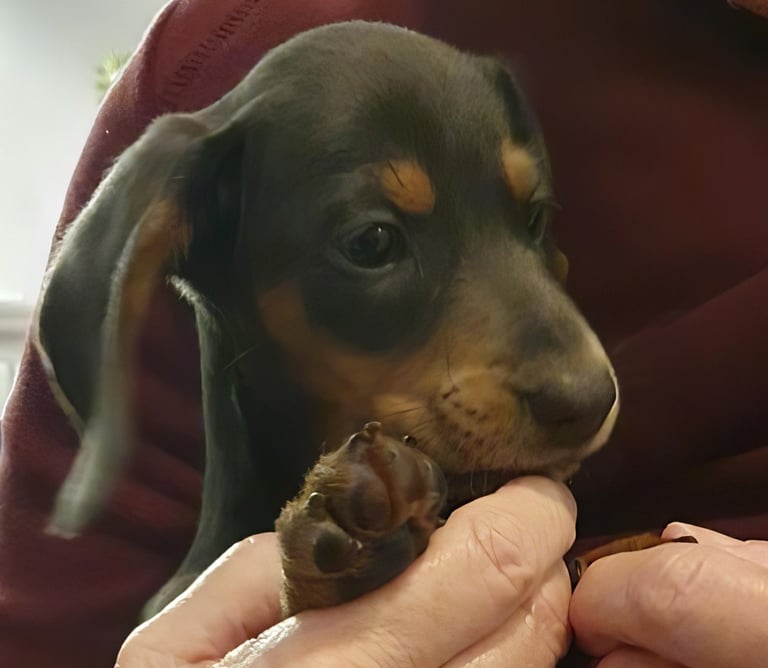 Adorable 2-Month-Old Dachshund Puppy - Seeking Loving Home