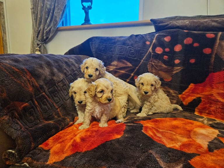 cockerpoo puppies for sale